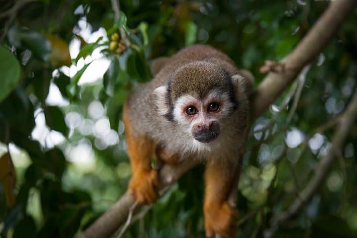 הרפתקת קופים וזיפליין מפוארטו פלאטה