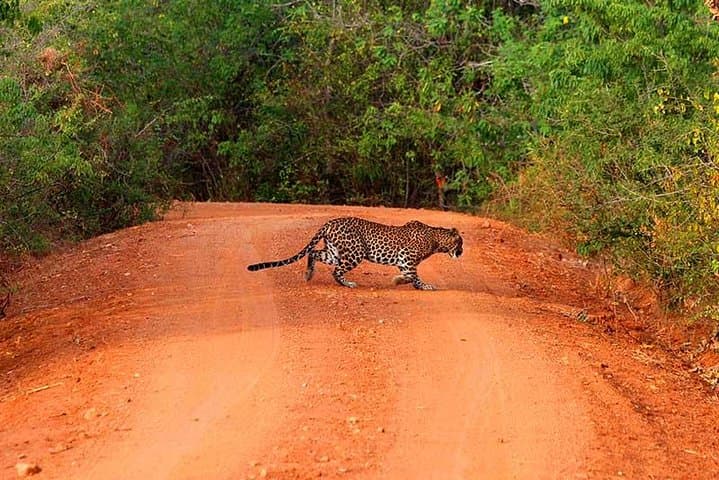 יום טיול ספארי יאלה מבן טורה/ קלוטרה/ אהונגלה/ היקאדווה