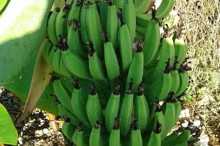 חווית ממא גאל מקומית