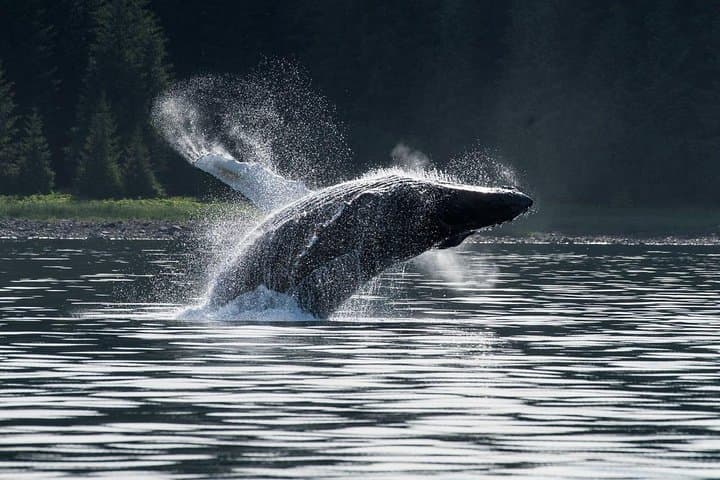Hoonah Whale-Watching Cruise - Near Icy Strait Point