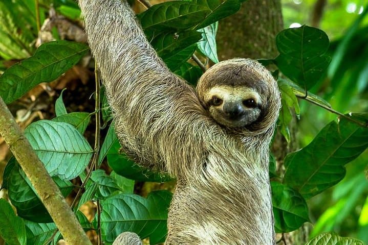 סיור מודרך בטבע בפארק מנואל אנטוניו עם מומחה לטבע