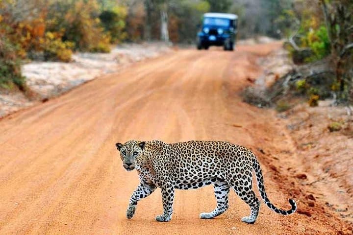 טיול של יומיים בספארי כפול (יאלה ואודאוולה) - הכל כלול