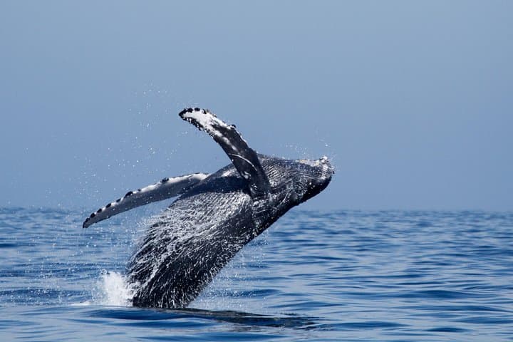 Two-Hour Luxury Whale Watching Tour from Oceanside