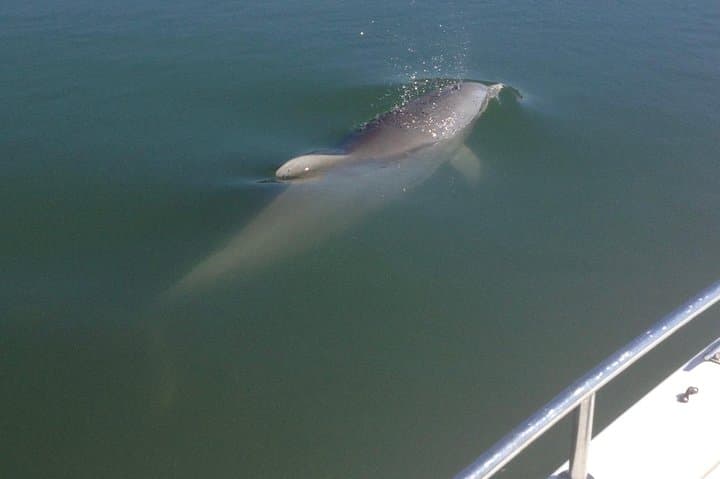 Private Dolphin Watch, Lighthouse and Ecological Boat Tours