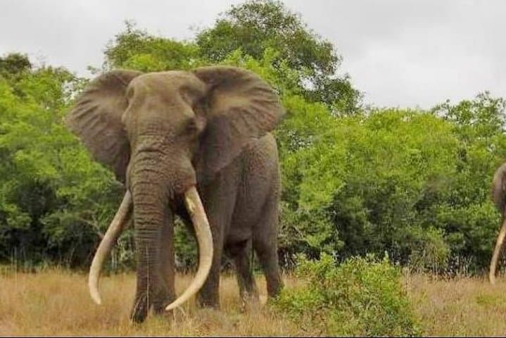 Full day Private Addo elephant safari min 2 pax max 6 