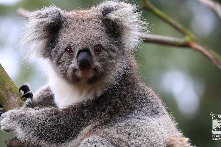 סיור פרטי בפינגווינים ובחיות אוסטרליות.
