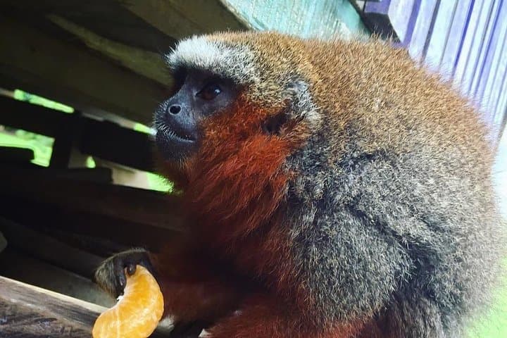 Monkey Island,Amazon River & Native Aquatic Species - All tickets