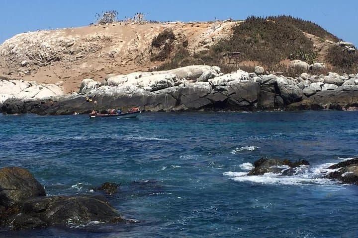 Zapallar Walking & Bird Watching Penguins From Valpo.Private Tour