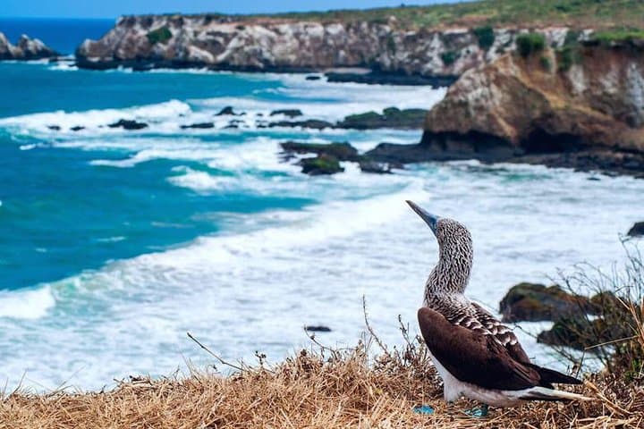 סיור לאי לה פלאטה וצפייה בלווייתנים