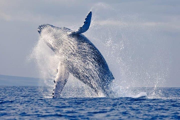 סיור שנרקל וצפייה בלוויתנים - פארק לאומי מאצ'ליה