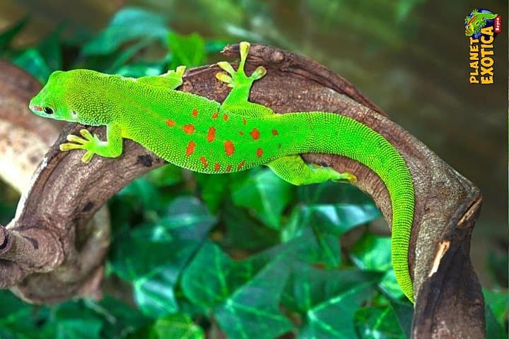 כרטיס כניסה לפלנט אקזוטיקה