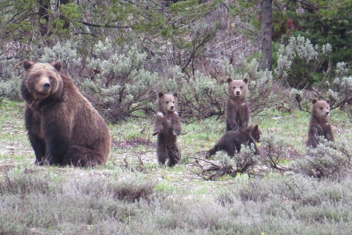 פארק ילווסטון הלאומי - סיור מלא ביום בתוואי התחתון מג'קסון