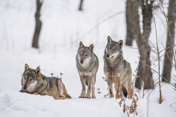 Yellowstone Winter Wildlife Full Day Private Tour & Snowshoe