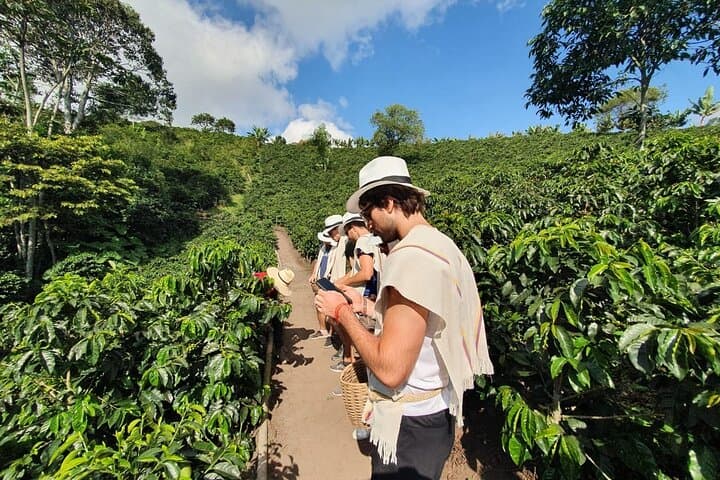 Cocora Valley Tour and Coffee Farms