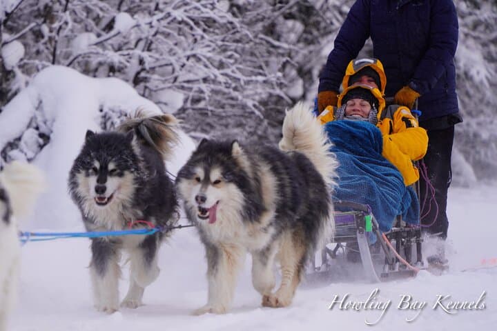 Dogsled Adventure in Fairbanks with Homestead tour