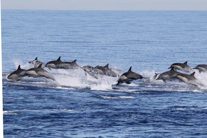 Dolphin & Whale Watching in Puerto Escondido