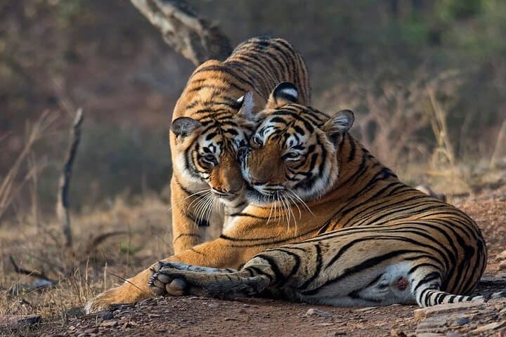 Ranthambore Wildlife Safari Day Trip from Jaipur