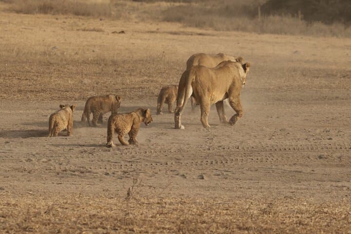 ספארי קמפינג קבוצתי של 5 ימים
