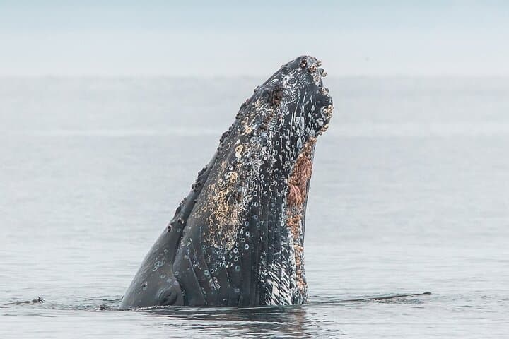 Summer Whale Watching Tour in a Zodiac Boat in Victoria