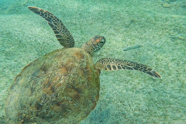 Snorkeling with Turtles in Mirissa