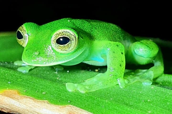 סיור לילה במונטוורדה: צפרדעים זכוכית, לאטרליס, עצלנים וג'ונגל