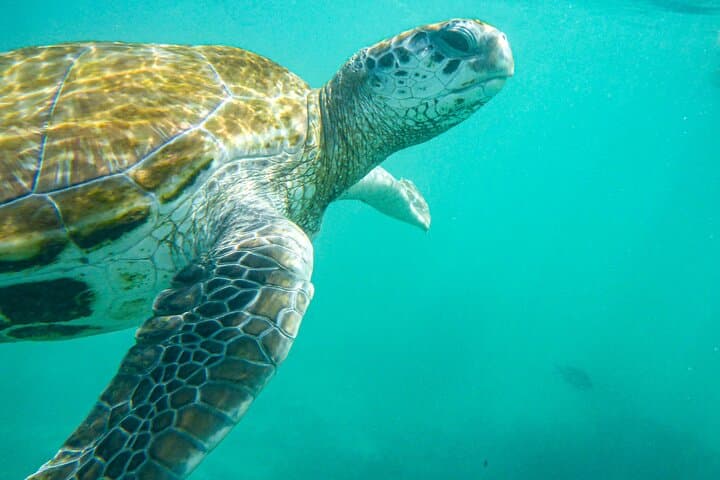Full Day Tour: Snorkel with Giant Turtles & Explore the North