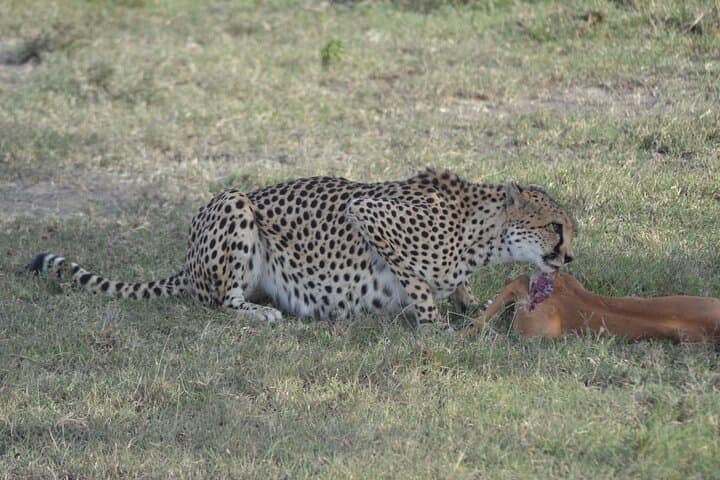 סיור ספארי קבוצתי של 3 ימים במסאי מרה עם איסוף