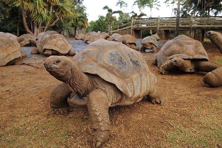 סיפורי דרום: יום שלם כולל פארק התנינים ו-23 אדמה צבעונית.