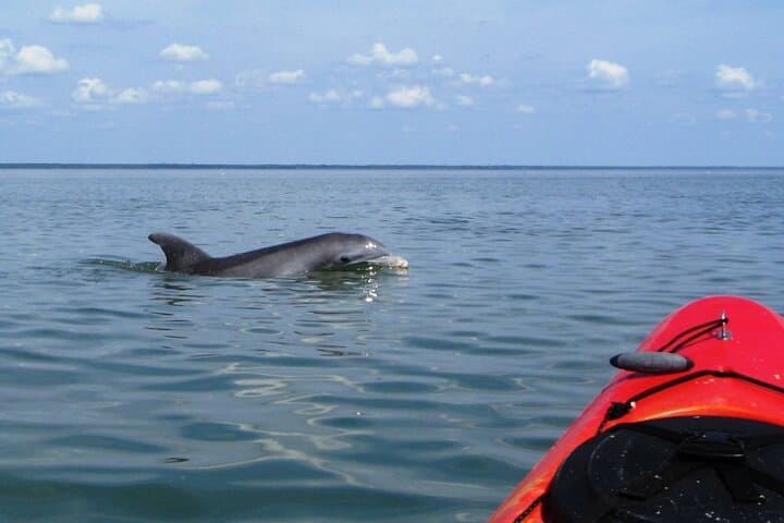 Kayak With Dolphins in Historic Shem Creek