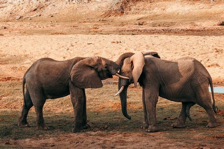 ספארי טיסה יומי בפארק הלאומי סלואוס (נייררה) מזנזיבר