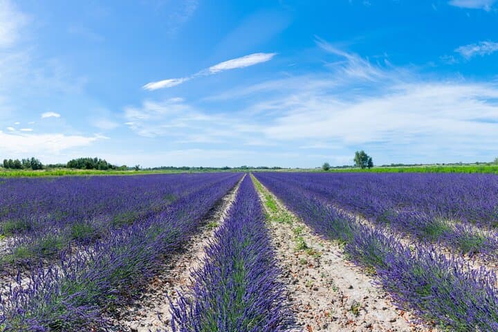 Guided tour Distillery of Lavender between Nîmes & Arles