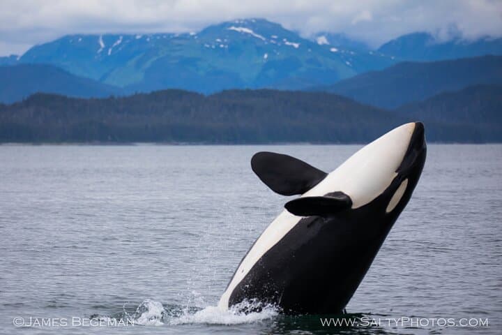 "Catch of the day" Whale-watching, Icy strait point, Hoonah 
