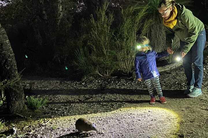 Nocturnal Wildlife Tour from Busselton