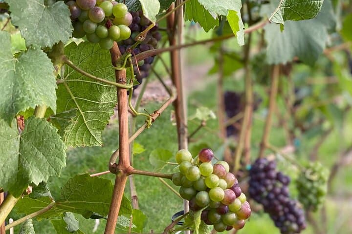 טעימת יין בעמק אוקנגן במשך 4 שעות. היקבים של מזרח קלונה עדן.