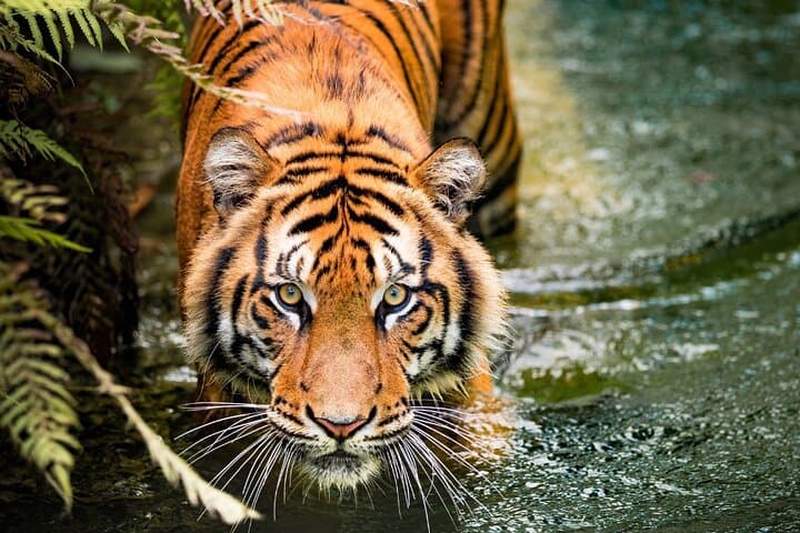 5 ימים של משולש זהב עם ראנטמבור (סיור דלהי אגרא ג'ייפור ראנטמבור)