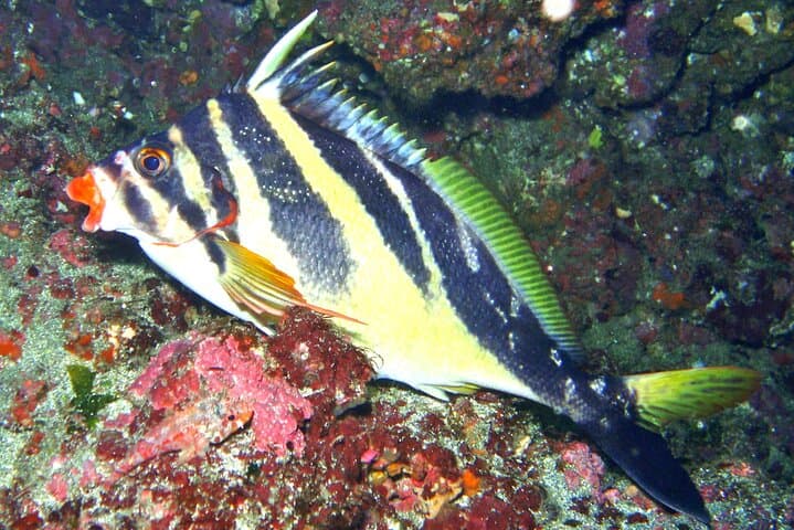 Enjoy Diving In Izu Discover Scuba Diving for Nondiver