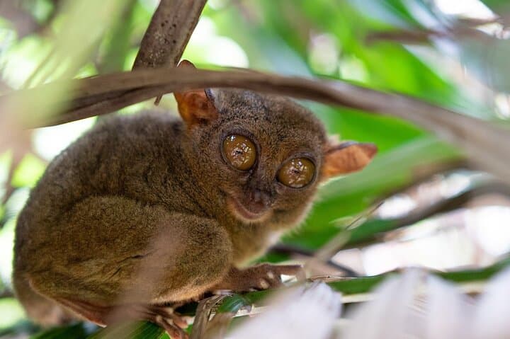 Bohol Chocolate hills and Waterfalls Ecotour