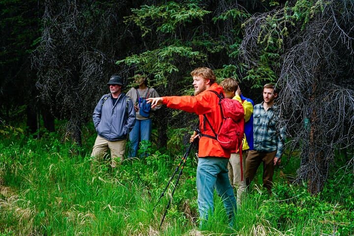 Denali Park Nature Walk (3 Hours) w/Expert Naturalist