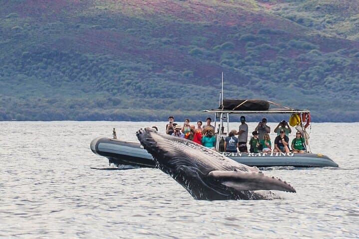 Maui Eco-Raft Tour: Eye-Level Whale or Dolphin Watching - Lahaina