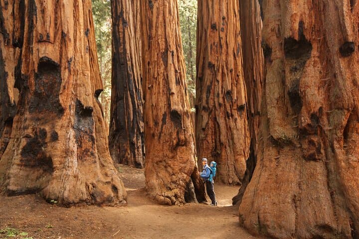 Sequoia National Park Small-Group Tour – Three Rivers