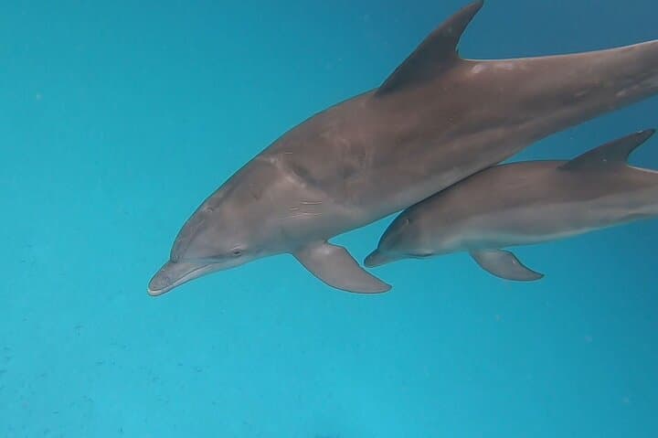 Mnemba Dolphins, Snorkeling & Nungwi Turtles + Sunset