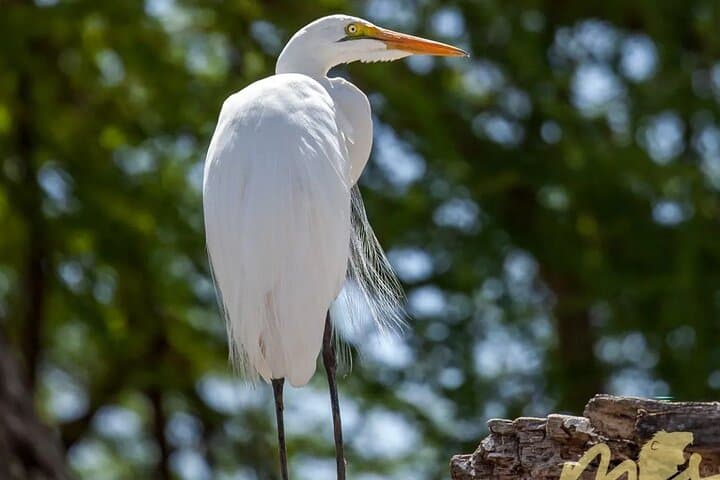 ספארי של 6 ימים ו-5 לילות