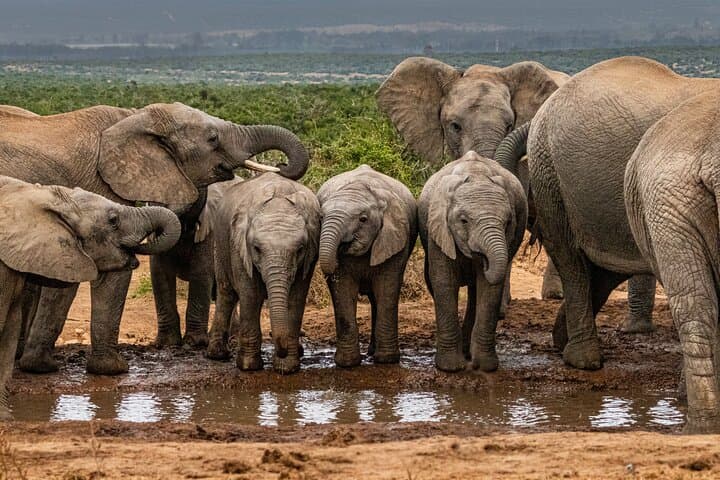 Addo Elephant Day Safari – Shore Excursion from Port Elizabeth
