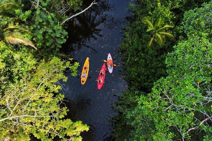 הרפתקה של בעלי חיים וצמחים בג'ונגל עם קיאק בנהר.