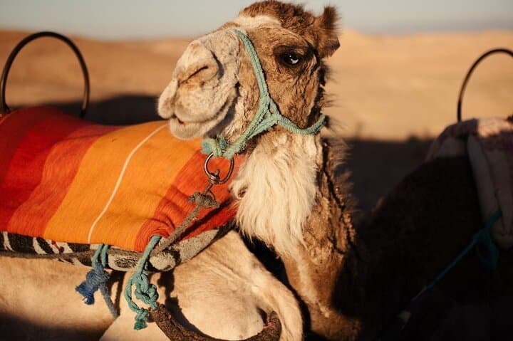 Experience Marrakech differently: quad biking, camel, dinner show