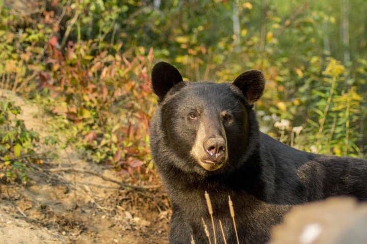 Tadoussac/Charlevoix: Whale & Bear Wildlife Tour