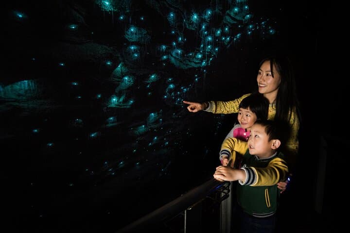 Waitomo Glowworm Caves and Kiwi House Small Group from Auckland
