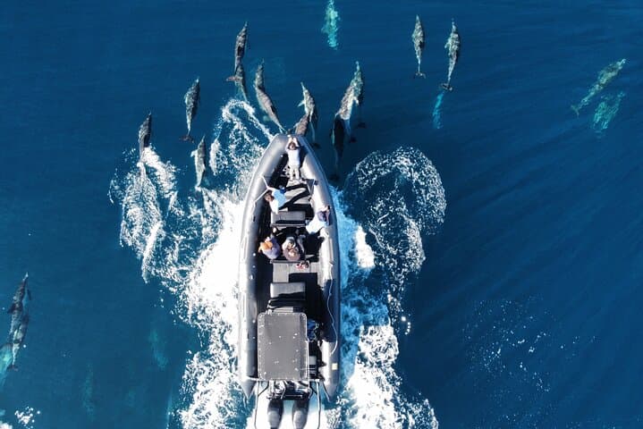 Up Close Dolphin & Whale Watching