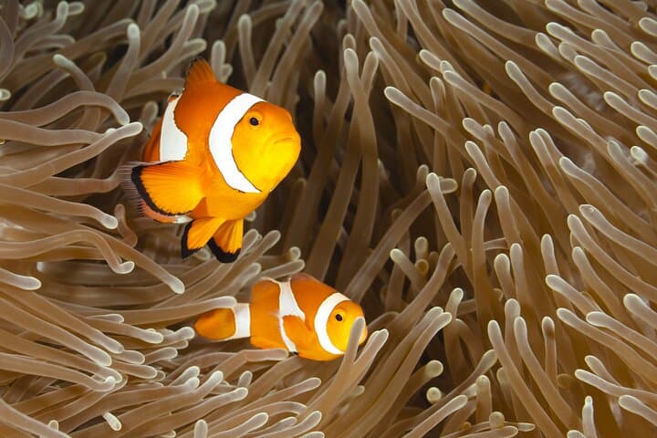 בוהול: סיור סנפיר וטיול בסירה במרכז הצבים עם ארוחת צהריים