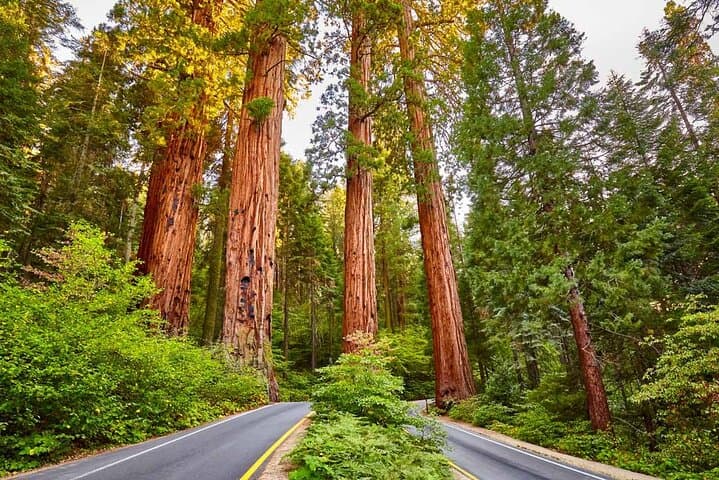 Sequoia National Park Private Tour